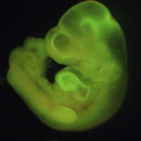 Ученые впервые успешно отредактировали геном человеческого эмбриона