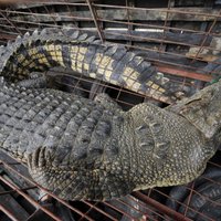 Индонезия: прирученный четырехметровый крокодил загрыз свою смотрительницу