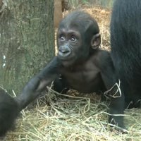 Video: Kā ampelējas nesen dzimis gorillu mazulis