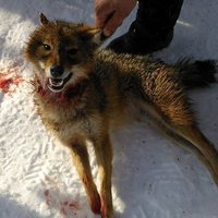 В эстонском лесу убит редкий зверь — чупакабра