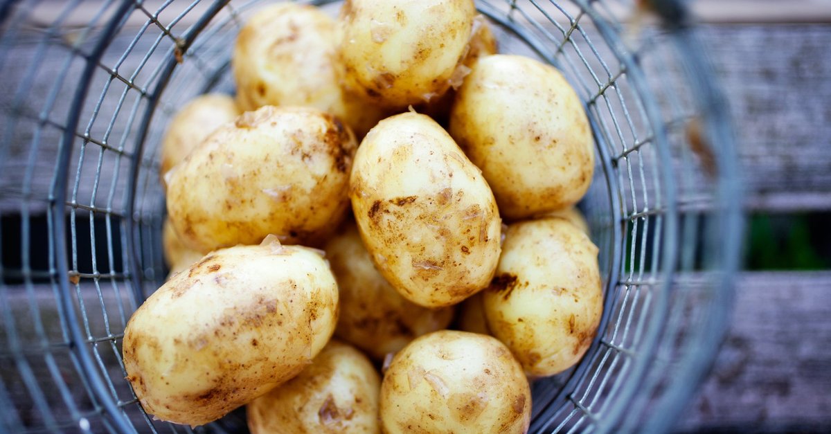 Пароли картофель характеристика. Картофель сорт пароли. Пароля с картошкой. Ингаляция картошкой фото.