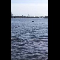 ФОТО, ВИДЕО: Удивительное зрелище - в Даугаве резвится дельфин