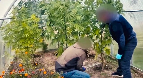 Рукс: в 2023 году в Латвии обнаружено 18 мест выращивания марихуаны и две нарколаборатории