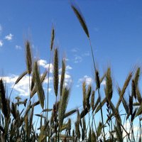 Ilgstošā sausuma dēļ Ventspils novadā lūdz izsludināt ārkārtas situāciju lauksaimniecībā