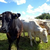 Piensaimnieki solīto 13,9 miljonu eiro vietā saņems sešus miljonus zaudējumu kompensācijai