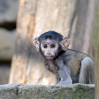 ФОТО. Что происходит в Рижском зоопарке, пока он закрыт для посетителей