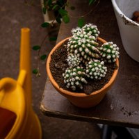 Vai pārlaistītu kaktusu iespējams izglābt no bojāejas?