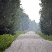 TV3: Латвия планирует достичь климатических целей путем вырубки старых лесов и посадки новых