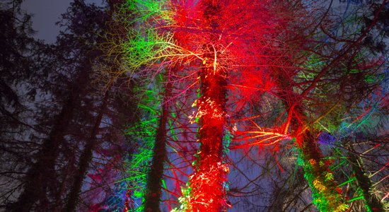 В Ботаническом саду ЛУ заработал новый Фестиваль света. Он продлится до 14 января