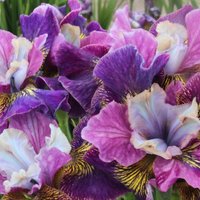 Dārza ABC: Sibīrijas īrisi, kas izceļas ar krāšņiem un smaržīgiem ziediem