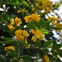 Foto: Dzeltenais ziedonis Salaspils botāniskajā dārzā