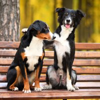 Собаки могут определять COVID-19 по запаху: поможет ли это людям?