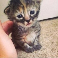 ФОТО: Новая звезда Сети - печальный котенок, который разобьет вам сердце