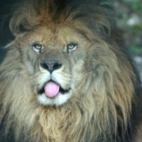 Zambijā aizliedz lauvu un leopardu medības