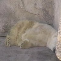 Читатель: Грустный поход в Рижский зоопарк. Об условиях содержания белого медведя (+ видео)