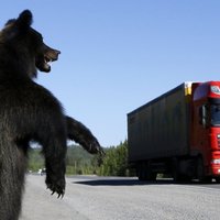 СМИ: медведи из России "держат в страхе" жителей белорусской деревни