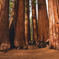 Tiem līdzās cilvēks ir tikai 'īkstītis' – milzu koki Kalifornijā