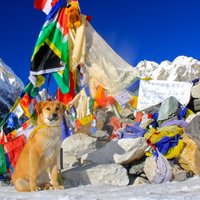 Найденный на свалке пес покорил Эверест