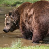 Видео: под Гулбене гуляет медведь, проснувшийся после зимы