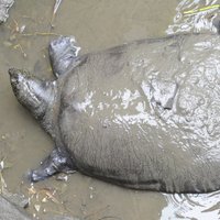 Pasaulē lielākajiem saldūdens bruņurupučiem varētu būt pienācis skumīgs gals