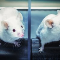 Tūkstošiem iemidzinātu laboratorijas dzīvnieku – neuzskaitītie pandēmijas upuri