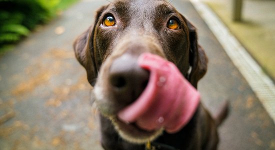 Могут ли собаки говорить на человеческом языке? Скоро узнаем