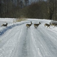 Visā Latvijā apledojuši un sniegoti autoceļi; strādā 176 tehnikas vienības