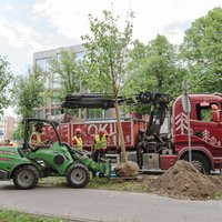 Foto: Rīgā naski stāda kokus – šogad plāno rekordskaitu