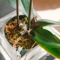 Kāpēc orhidejai vīst lapas un kā izdabāt augam