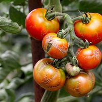 Ни один помидор на грядке не треснет: Как избежать распространенной проблемы?