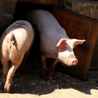 В Латвии и во многих странах Европы подорожала свинина