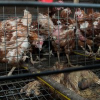 Dzīvnieku tiesību aizstāvji aicina parakstīt petīciju pret vistu turēšanu sprostos
