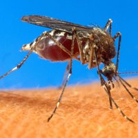 В США вывели комара с частичным иммунитетом к малярии