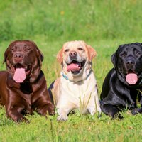 Гипермускулистые собаки из пробирки: генная технология для создания суперлюдей
