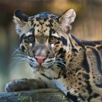 Indijā leopards uzbrucis un nogalinājis budistu mūku, kurš mežā meditējis