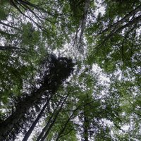 LA: meklē pircēju lielākajam meža īpašumam Latvijā