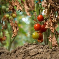 Пожухлые листья, неурожай и вредители: каких ошибок стоит избегать, выращивая помидоры?