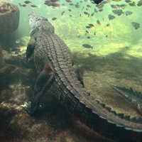 Австралиец три дня прятался от крокодила на острове