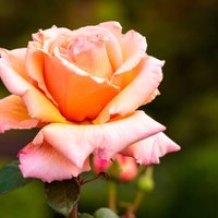 Rozes zieds – ne tikai acu priecēšanai, bet arī veselības uzlabošanai