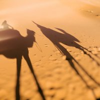 Austrālijas zinātnieki mudina ēst kamieļus, lai sargātu vidi