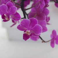 Как поливать капризные орхидеи