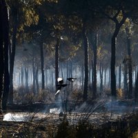 С начала года в Латвии зарегистрировано больше лесных пожаров, чем за весь прошлый год