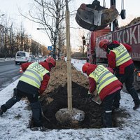 Рижан успокоили: деревья можно сажать и зимой
