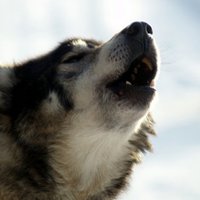 Šosezon Latvijas mežos jau nomedīti vairāk nekā 120 vilki