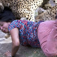 Zoodārza gepards iekož sievietei galvā
