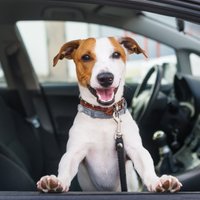 70% autobraucēju pārvadā mājdzīvniekus, neparūpējoties par drošību