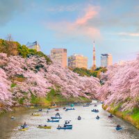 ФОТО. В Японии вовсю цветет сакура и это выглядит совершенно волшебно