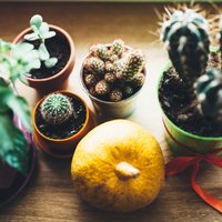 Kopšana ikdienā un ilgtermiņā – mazā rokasgrāmata kaktusu aprūpē