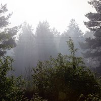 Ar 4,25 miljoniem eiro finansē meža zemes iegādi Lietuvā un Latvijā