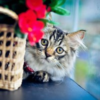Запах кошачьей мочи: как устранить проблему